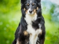 Hundefotografie_Tierfotografie_Marburg_Maggy_Border_Collie_Mischling_tricolor_Senior_Frauenberg_Ruine (5)