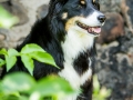 Hundefotografie_Tierfotografie_Marburg_Maggy_Border_Collie_Mischling_tricolor_Senior_Frauenberg_Ruine (7)