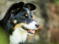 Hundefotografie_Tierfotografie_Marburg_Maggy_Border_Collie_Mischling_tricolor_Senior_Frauenberg_Ruine (9)