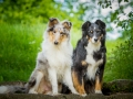 Hundefotografie_Tierfotografie_Marburg_Maggy_Border_Rough_Collie_Langhaarcollie_Mischling_tricolor_bluemerle_Gaia_Welpe_Senior_Frauenberg_Ruine (1)