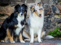 Hundefotografie_Tierfotografie_Marburg_Maggy_Border_Rough_Collie_Langhaarcollie_Mischling_tricolor_bluemerle_Gaia_Welpe_Senior_Frauenberg_Ruine (5)