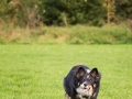 Border_Collie_Mischling_Maggy_tricolor_senior_frisbee_Sport_Hundesport_wiese (1)