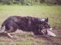 Border_Collie_Mischling_Maggy_tricolor_senior_frisbee_Sport_Hundesport_wiese (11)