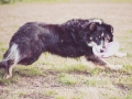 Border_Collie_Mischling_Maggy_tricolor_senior_frisbee_Sport_Hundesport_wiese (13)