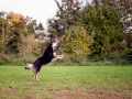 Border_Collie_Mischling_Maggy_tricolor_senior_frisbee_Sport_Hundesport_wiese (15)