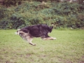 Border_Collie_Mischling_Maggy_tricolor_senior_frisbee_Sport_Hundesport_wiese (17)