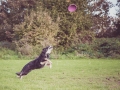 Border_Collie_Mischling_Maggy_tricolor_senior_frisbee_Sport_Hundesport_wiese (5)