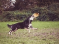 Border_Collie_Mischling_Maggy_tricolor_senior_frisbee_Sport_Hundesport_wiese (7)