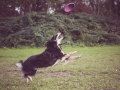 Border_Collie_Mischling_Maggy_tricolor_senior_frisbee_Sport_Hundesport_wiese (9)