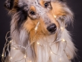 Hundemaedchen_Gaia_Langhaarcollie_Rough_Collie_bluemerle_Weihnachten_Studioaufnahme (3)