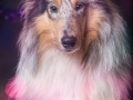 Hundemaedchen_Gaia_Langhaarcollie_Rough_Collie_bluemerle_Weihnachten_Studioaufnahme (4)