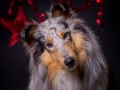 Hundemaedchen_Gaia_Langhaarcollie_Rough_Collie_bluemerle_Weihnachten_Studioaufnahme (8)