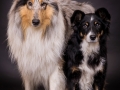 Hundemaedchen_Gaia_Maggy_Border_Mischling_Langhaarcollie_Rough_Collie_bluemerle_tricolor_Weihnachten_Studioaufnahme (3)