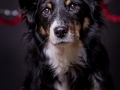 Hundemaedchen_Maggy_Border_Collie_Mischling_Mix_tricolor_Senior_Weihnachten_Studioaufnahme (1)