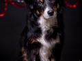 Hundemaedchen_Maggy_Border_Collie_Mischling_Mix_tricolor_Senior_Weihnachten_Studioaufnahme (2)