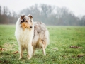 Hundemaedchen_Gaia_Langhaarcollie_Collie_Rough_Hund_bluemerle_Lahnwiesen_Marburg_Maedchen_Huendin (1)