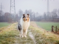 Hundemaedchen_Gaia_Langhaarcollie_Collie_Rough_Hund_bluemerle_Lahnwiesen_Marburg_Maedchen_Huendin (3)