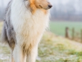 Hundemaedchen_Gaia_Langhaarcollie_Collie_Rough_Hund_bluemerle_Lahnwiesen_Marburg_Maedchen_Huendin (7)