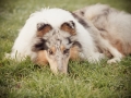 Hundemaedchen_Gaia_Langhaarcollie_Collie_Rough_Hund_bluemerle_Lahnwiesen_Marburg_Maedchen_Huendin (9)