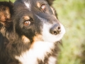 Hundemaedchen_Maggy_Border_Collie_Mix_Mischling_Senior_Hund_tricolor_Lahnwiesen_Marburg_Maedchen_Huendin (14)