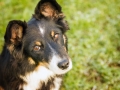 Hundemaedchen_Maggy_Border_Collie_Mix_Mischling_Senior_Hund_tricolor_Lahnwiesen_Marburg_Maedchen_Huendin (16)