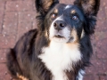 Hundemaedchen_Maggy_Border_Collie_Mix_Mischling_Senior_Hund_tricolor_Lahnwiesen_Marburg_Maedchen_Huendin (4)
