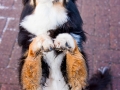 Hundemaedchen_Maggy_Border_Collie_Mix_Mischling_Senior_Hund_tricolor_Lahnwiesen_Marburg_Maedchen_Huendin (6)