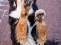 Hundemaedchen_Maggy_Border_Collie_Mix_Mischling_Senior_Hund_tricolor_Lahnwiesen_Marburg_Maedchen_Huendin (8)