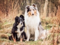 Hundemaedchen_Maggy_Gaia_Langhaarcollie_Border_Collie_rough__Mix_Mischling_Lahnwiesen_Marburg_Maedchen_Huendin_Freunde (1)