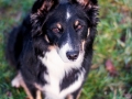 Hundefotografie_Hund_Tierfotografie_Marburg_Border_Collie_Mischling_Maggy_tricolor_Fotografin_Christine_Hemlep (1)