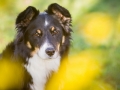 Hundefotografie_Hund_Tierfotografie_Marburg_Border_Collie_Mischling_Maggy_tricolor_Fotografin_Christine_Hemlep (11)