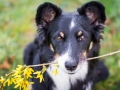 Hundefotografie_Hund_Tierfotografie_Marburg_Border_Collie_Mischling_Maggy_tricolor_Fotografin_Christine_Hemlep (3)