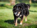 Hundefotografie_Hund_Tierfotografie_Marburg_Border_Collie_Mischling_Maggy_tricolor_Fotografin_Christine_Hemlep (5)