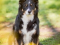 Hundefotografie_Hund_Tierfotografie_Marburg_Border_Collie_Mischling_Maggy_tricolor_Fotografin_Christine_Hemlep (7)