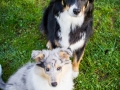 Hundefotografie_Hund_Tierfotografie_Marburg_Border_Collie_Mischling_Maggy_tricolor__Langhaarcollie_Gaia_bluemerle_Fotografin_Christine_Hemlep (1)