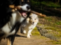 Hundefotografie_Hund_Tierfotografie_Marburg_Border_Collie_Mischling_Maggy_tricolor__Langhaarcollie_Gaia_bluemerle_Fotografin_Christine_Hemlep (11)