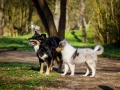 Hundefotografie_Hund_Tierfotografie_Marburg_Border_Collie_Mischling_Maggy_tricolor__Langhaarcollie_Gaia_bluemerle_Fotografin_Christine_Hemlep (13)