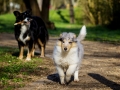 Hundefotografie_Hund_Tierfotografie_Marburg_Border_Collie_Mischling_Maggy_tricolor__Langhaarcollie_Gaia_bluemerle_Fotografin_Christine_Hemlep (17)