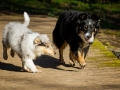 Hundefotografie_Hund_Tierfotografie_Marburg_Border_Collie_Mischling_Maggy_tricolor__Langhaarcollie_Gaia_bluemerle_Fotografin_Christine_Hemlep (3)