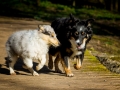 Hundefotografie_Hund_Tierfotografie_Marburg_Border_Collie_Mischling_Maggy_tricolor__Langhaarcollie_Gaia_bluemerle_Fotografin_Christine_Hemlep (5)