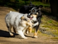 Hundefotografie_Hund_Tierfotografie_Marburg_Border_Collie_Mischling_Maggy_tricolor__Langhaarcollie_Gaia_bluemerle_Fotografin_Christine_Hemlep (7)