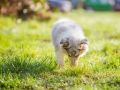 Hundefotografie_Hund_Tierfotografie_Marburg_Langhaarcollie_Collie_Gaia_blue_merle_Welpe_Baby_Hundebaby_Fotografin_Christine_Hemlep (1)