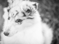 Hundefotografie_Hund_Tierfotografie_Marburg_Langhaarcollie_Collie_Gaia_blue_merle_Welpe_Baby_Hundebaby_Fotografin_Christine_Hemlep (10)