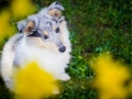 Hundefotografie_Hund_Tierfotografie_Marburg_Langhaarcollie_Collie_Gaia_blue_merle_Welpe_Baby_Hundebaby_Fotografin_Christine_Hemlep (11)