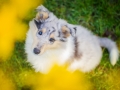 Hundefotografie_Hund_Tierfotografie_Marburg_Langhaarcollie_Collie_Gaia_blue_merle_Welpe_Baby_Hundebaby_Fotografin_Christine_Hemlep (13)