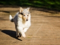Hundefotografie_Hund_Tierfotografie_Marburg_Langhaarcollie_Collie_Gaia_blue_merle_Welpe_Baby_Hundebaby_Fotografin_Christine_Hemlep (15)