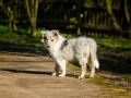 Hundefotografie_Hund_Tierfotografie_Marburg_Langhaarcollie_Collie_Gaia_blue_merle_Welpe_Baby_Hundebaby_Fotografin_Christine_Hemlep (17)