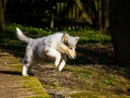 Hundefotografie_Hund_Tierfotografie_Marburg_Langhaarcollie_Collie_Gaia_blue_merle_Welpe_Baby_Hundebaby_Fotografin_Christine_Hemlep (19)