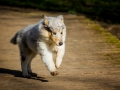 Hundefotografie_Hund_Tierfotografie_Marburg_Langhaarcollie_Collie_Gaia_blue_merle_Welpe_Baby_Hundebaby_Fotografin_Christine_Hemlep (21)