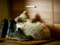 Hundefotografie_Hund_Tierfotografie_Marburg_Langhaarcollie_Collie_Gaia_blue_merle_Welpe_Baby_Hundebaby_Fotografin_Christine_Hemlep (23)